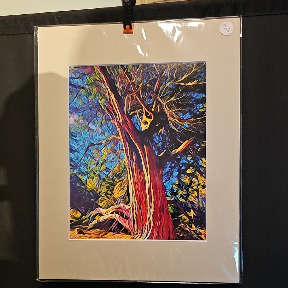Old Knarled Coastal Tree High Quality Matted Photograph